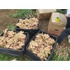榮獲國家農(nóng)產(chǎn)品地理標志產(chǎn)品--鎮(zhèn)寧小黃姜