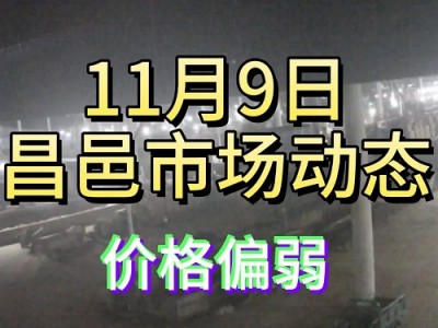 11月9日 昌邑生姜交易實況（價格偏弱） (185播放)
