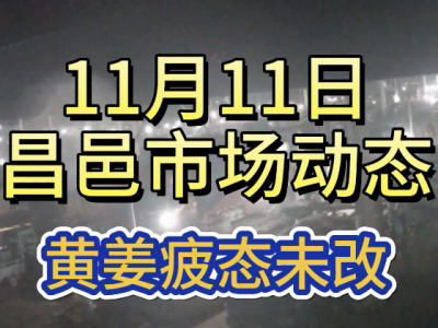 11月11日 昌邑生姜交易實況（黃姜價疲） (197播放)