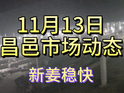 11月13日 昌邑生姜交易實況（新姜穩快） (215播放)