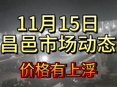 11月15日 昌邑生姜交易實況（價格上浮） (217播放)
