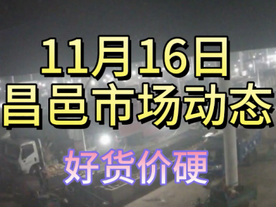 11月16日 昌邑生姜交易實況（好貨價硬） (238播放)