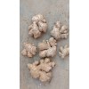 大量供應(yīng)貴州鎮(zhèn)寧二黃姜老姜母