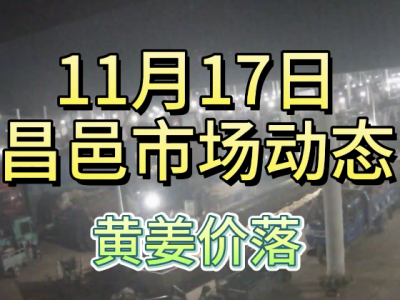 11月17日 昌邑生姜交易實況（黃姜價落） (267播放)