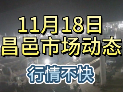 11月18日 昌邑生姜交易實況（行情不快） (291播放)