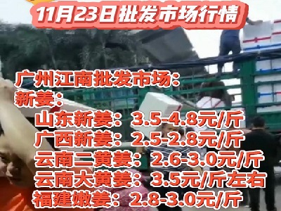 11月23日廣州江南批發市場生姜價格行情 (4627播放)