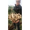 脫毒獅子頭二號(hào)姜種