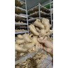 常年供應(yīng)各種生姜可水洗加工