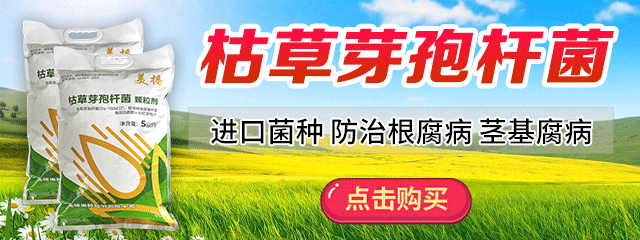枯草芽孢桿菌-公號-640