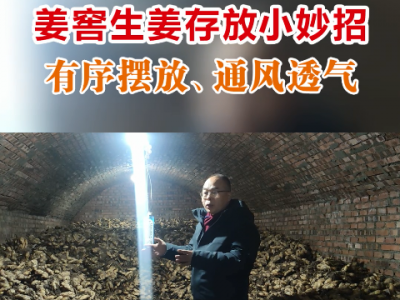 姜窖生姜存放小妙招--有序擺放、通風透氣 (4758播放)