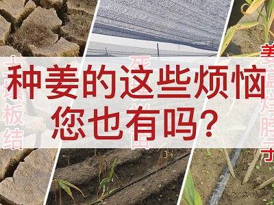 種姜的這些煩惱  您也有嗎？ (4737播放)