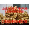 常年供應(yīng)優(yōu)質(zhì)生姜，大黃姜，小黃姜種子