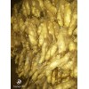 供應4萬斤大姜