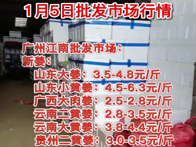 1月5日廣州江南批發市場生姜價格行情 (4664播放)