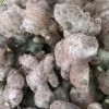 二黃姜老姜仔姜（代辦）可實地考察