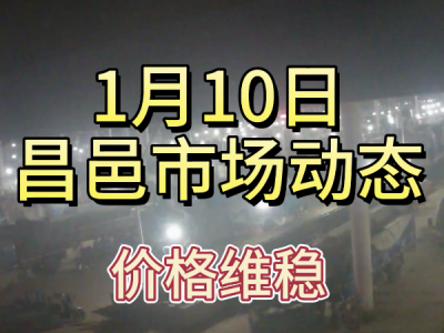 1月10日 昌邑生姜交易實況（價格維穩） (216播放)