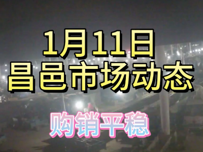 1月11日 昌邑生姜交易實況（購銷平穩） (257播放)