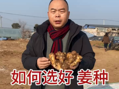 中姜網生姜高產標準化種植技術：如何選好姜種 (4812播放)