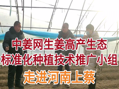 中姜網生姜高產生態標準化種植技術推廣小組走進河南上蔡 (4806播放)