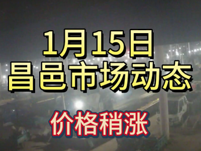 1月15日 昌邑生姜交易實況（價格稍漲） (290播放)