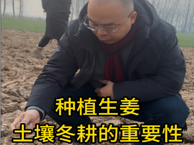 生姜種植：土壤冬耕的重要性 (4828播放)