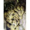 大量預訂優質生茬地品種姜種