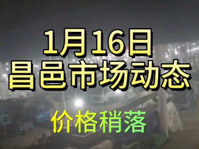 1月16日 昌邑生姜交易實況（價格稍落） (297播放)