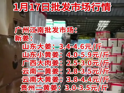 1月17日廣州江南批發市場生姜價格行情 (4686播放)