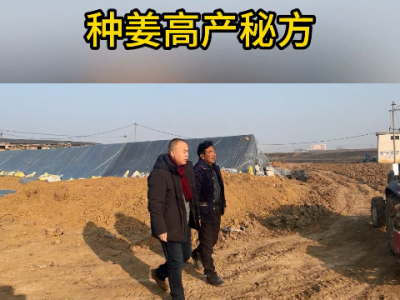種姜高產秘方 (4857播放)