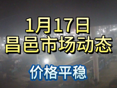 1月17日 昌邑生姜交易實況（價格平穩） (301播放)