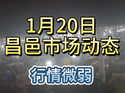 1月20日 昌邑生姜交易實況（行情微弱） (356播放)