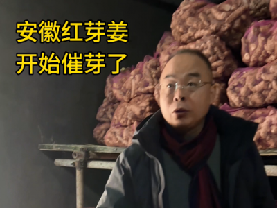 安徽紅芽姜 開始催芽了 (4701播放)