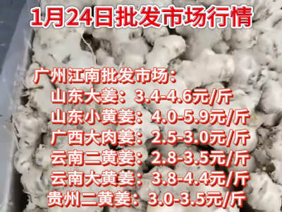 1月24日廣州江南批發市場生姜價格行情 (4734播放)