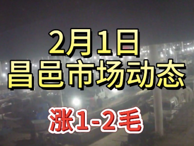 2月1日 昌邑生姜交易實況（漲1-2毛） (151播放)
