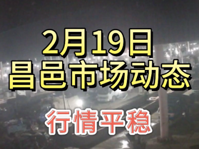 2月19日 昌邑生姜交易實況（行情平穩(wěn)） (238播放)