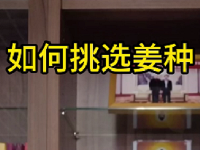 如何挑選姜種？ (206播放)