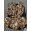 大量預(yù)訂優(yōu)質(zhì)生茬地品種姜種