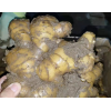 大量預(yù)訂優(yōu)質(zhì)生茬地品種姜種