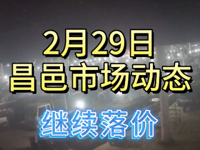 2月29日 昌邑生姜交易實(shí)況（繼續(xù)落價） (176播放)
