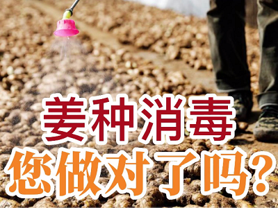 姜種消毒 您做對了嗎？ (240播放)