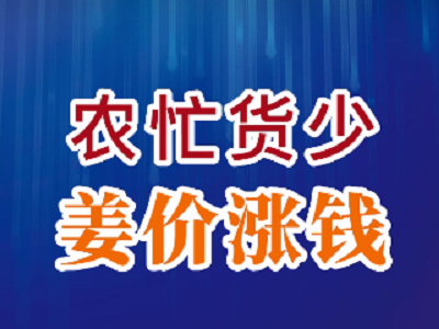 農忙貨少 姜價漲錢 ()