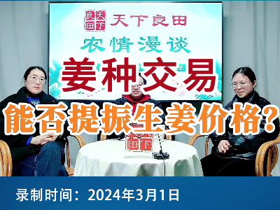 姜種交易能否提振生姜價格？ (96播放)