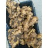 大量預(yù)訂優(yōu)質(zhì)生茬地品種姜種