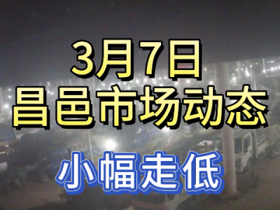 3月7日 昌邑生姜交易實況（小幅走低） (124播放)