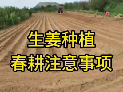 生姜種植春耕注意事項(xiàng) (135播放)