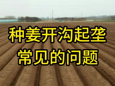 種姜開溝起壟常見的問題 (176播放)