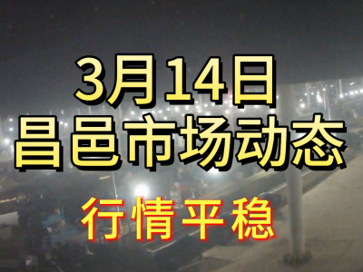 3月14日 昌邑生姜交易實況（行情平穩） (185播放)