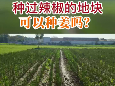 種過辣椒的地塊可以種姜嗎？ (323播放)