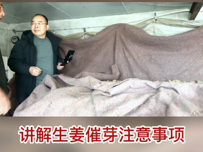 中姜網生姜高產生態標準化種植技術推廣小組走進遼寧 (188播放)