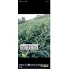 姜種